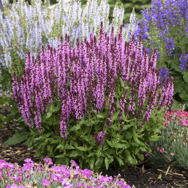 Salvia nemorosa 'Pink Profusion' 