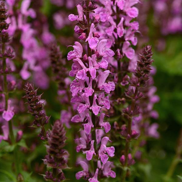 Salvia nemorosa 'Rose Marvel' 