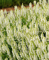 Salvia nemerosa 'Snow Hill' 