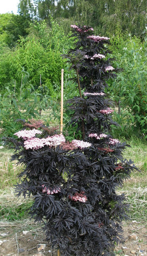 Sambucus nigra 'Laced Up' 