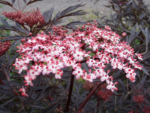 Sambucus nigra 'Black Lace'