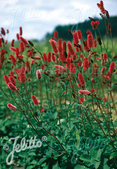 Sanguisorba menziessii  