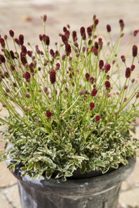 Sanguisorba minor 'Little Angel' 