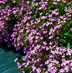 Saponaria ocymoides (pink) 