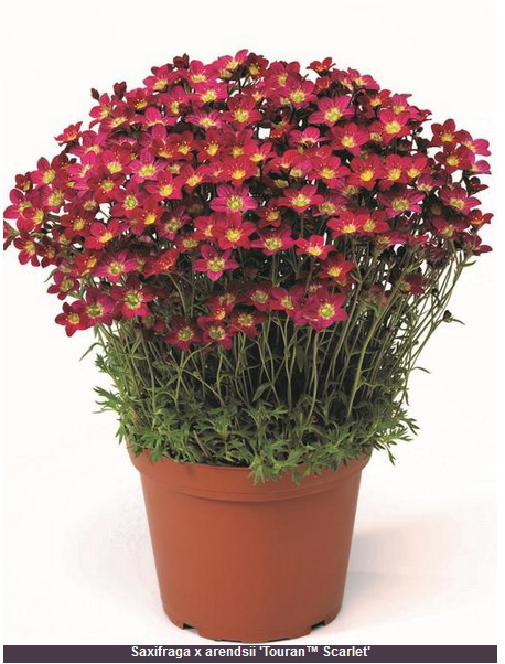 Saxifraga 'Touran Scarlet (Rocklet) 