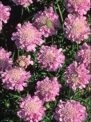 Scabiosa columbaria 'Pink Mist'