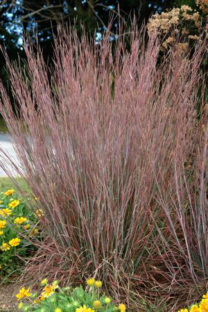 Schizachyrium scoparium 'Standing Ovation'  