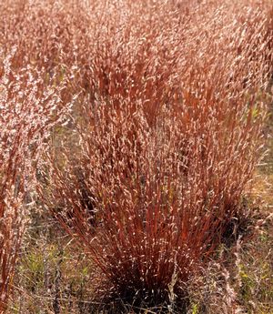 Schizachyrium scoparium  'The Blues' (Little Blue Stem) 