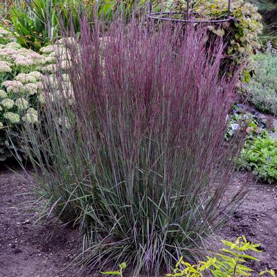 Schizachyrium scoparium 'Blue Paradise' 