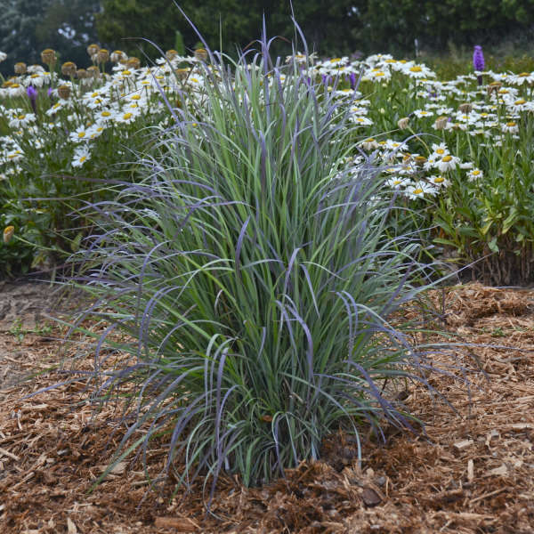 Schizachyrium scoparium 'Twilight Zone' 