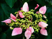 Schizophragma hydrangiodes 'Roseum' 