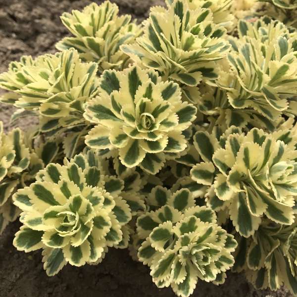 Sedum takesimense 'Atlantis' 