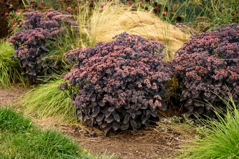 Sedum hyridum 'Back in Black'   NEW