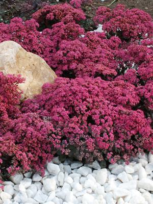 Sedum Sunsparkler 'Dazzleberry' 