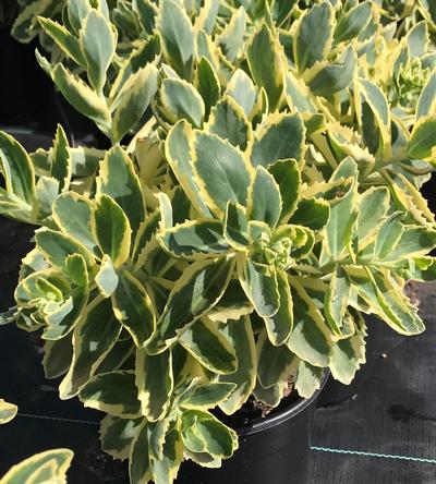 Sedum 'Frosted Fire' 