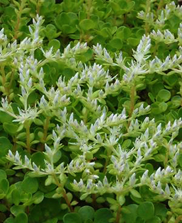 Sedum ternatum 'Larinem Park'