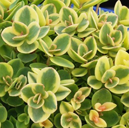 Sedum Sunsparkler  'Lime Twister'