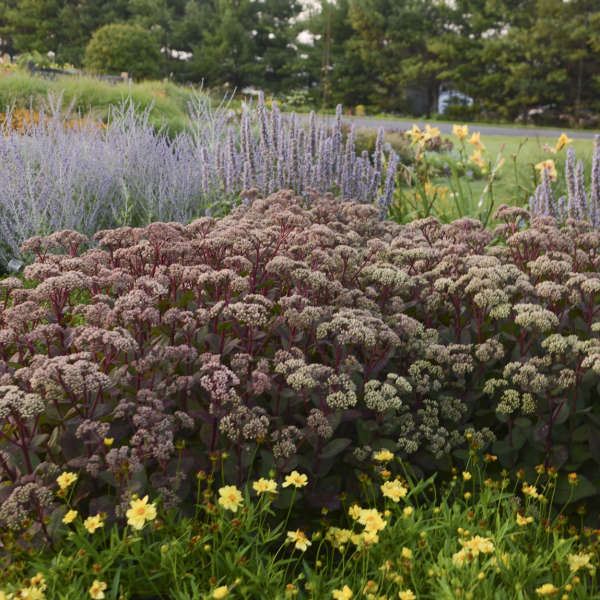 Sedum telephium 'Matrona'