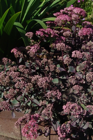 Sedum x 'Vera Jameson' 