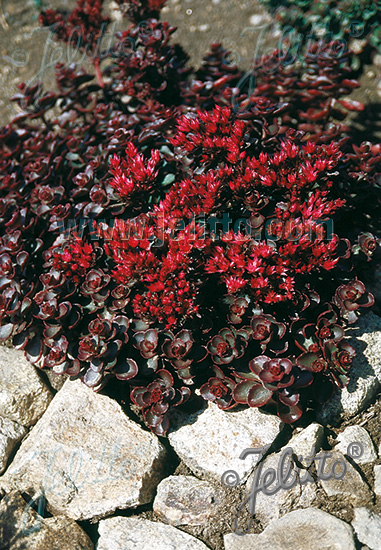 Sedum spurium 'Voodoo'