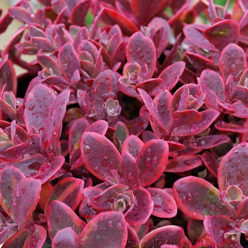 Sedum Sunsparkler  'Wildfire'  