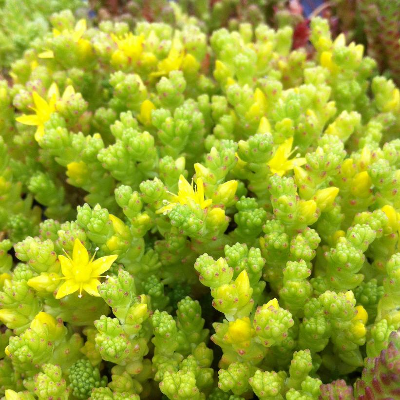 Sedum acre NEW