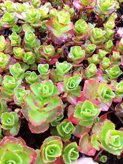 Sedum spurium 'Dragon's Blood'