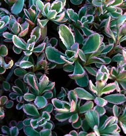 Sedum spurium 'Tricolour'  