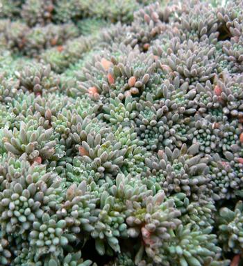 Sedum hispanicum 'Blue Carpet'