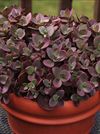 Sedum Sunsparkler  'Cherry Tart'