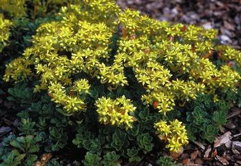 Sedum hybridum 'Czar's Gold'