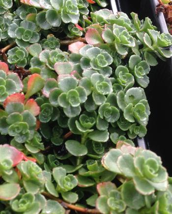 Sedum spurium 'John Creech'