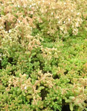 Sedum album 'Baby Tears'