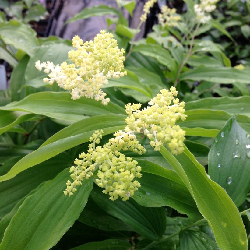 Smilacina racemosa   NEW