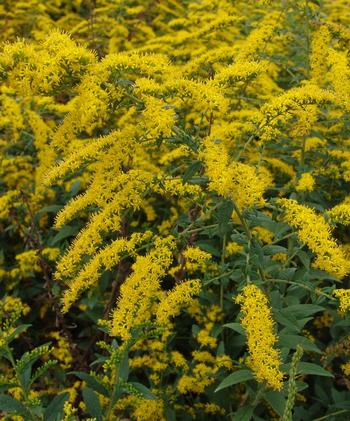 Solidago rugosa 'Fireworks'