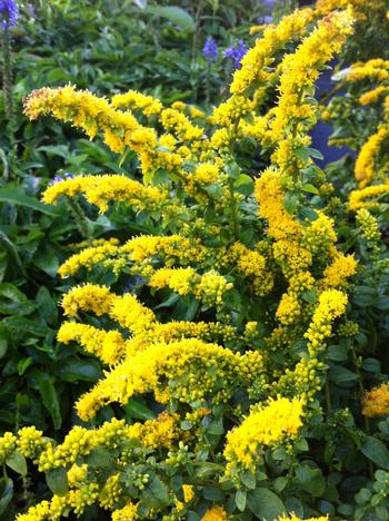 Solidago sphacelata 'Golden Fleece'