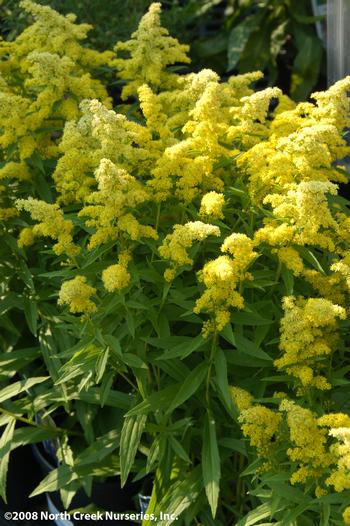 Solidago 'Little Lemon'