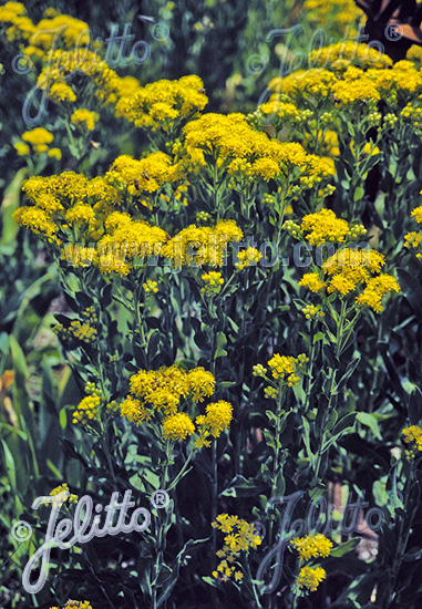 Solidago rigida    NEW