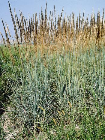 Sorghastrum nutans 'Indian Steel'