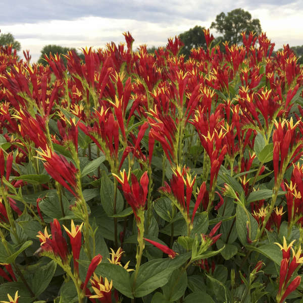 Spigelia marilandica  'Little Redhead'  