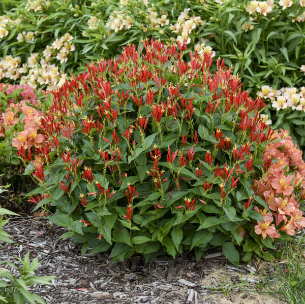 Spigelia marilandica  'Ragin Cajun'  NEW