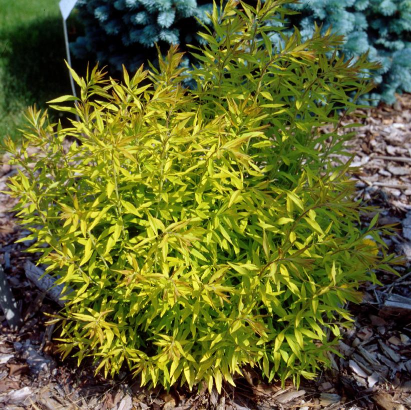 Spirea thunbergii 'Mellow Yellow'  NEW