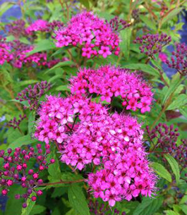 Spirea japonica 'Anthony Waterer'