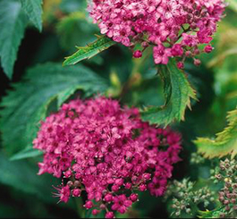 Spirea japonica 'Crispa'