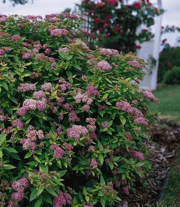 Spirea japonica 'Dakota Goldcharm' 