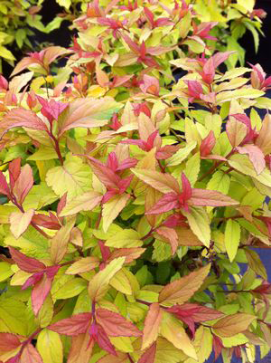 Spirea japonica `Gold Flame`