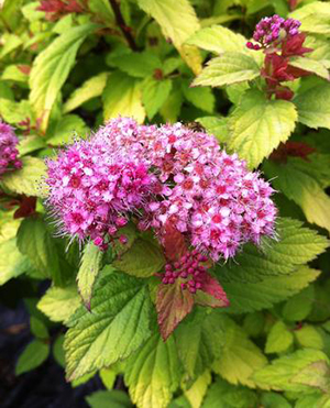 Spirea japonica `Magic Carpet'