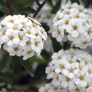 Spirea nipponica `Snowmound`