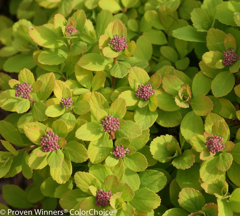 Spirea betulifolia 'Glow Girl'