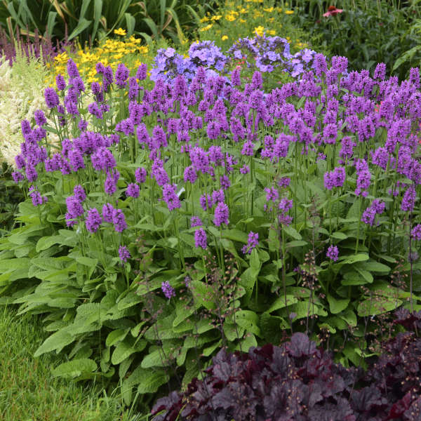 Stachys monieri 'Hummelo' 